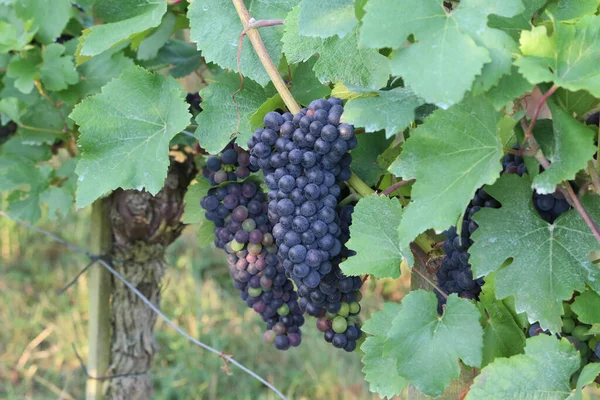 Крупный План Винограда Созревающего Винограднике — стоковое фото