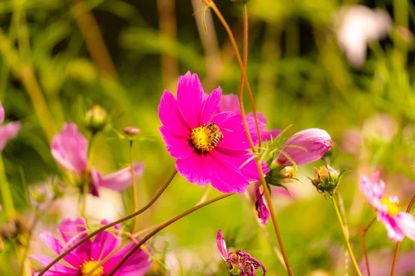 Garden Cosmoses Yakın Plan Güneşin Altında Bulanık Bir Arka Plan — Stok fotoğraf