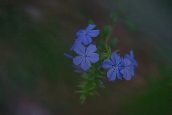 Egy Makró Felvétel Egy Gyönyörű Kék Leadworts Virág Virágzik — Stock Fotó