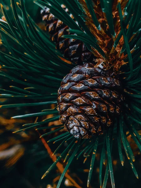 Detailní Záběr Kužel Borovice — Stock fotografie