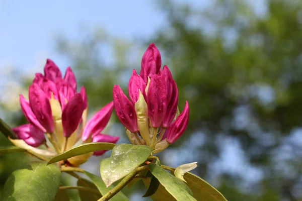 Tiro Seletivo Foco Flores Rhododendron Jardim — Fotografia de Stock