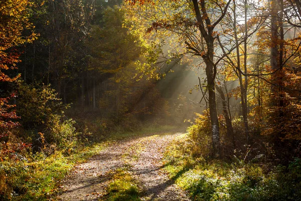 Eine Schöne Landschaft Aus Sonnenstrahlen Einem Wald Mit Vielen Bäumen — Stockfoto