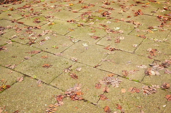 Eine Nahaufnahme Von Blättern Auf Dem Bürgersteig — Stockfoto