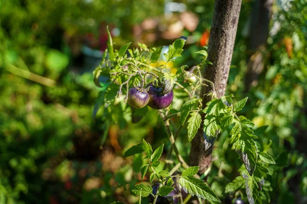 Primer Plano Tomates Morados Creciendo Jardín — Foto de Stock