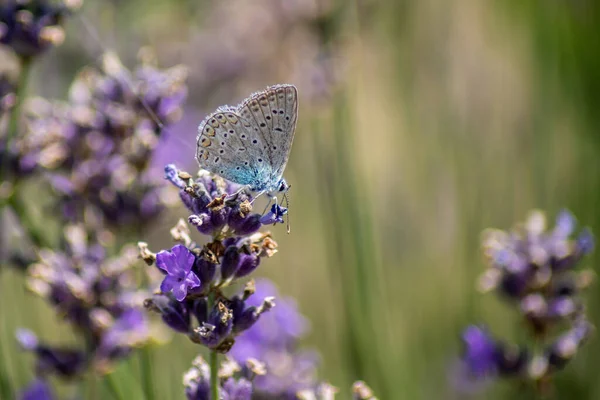 Foco Seletivo Borboleta Polinizando Lavanda — Fotografia de Stock