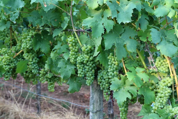 Closeup Green Grape Plant — Stock Photo, Image
