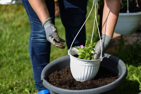 Person Putting Flower Pot Bigger Pot Garden — Fotografia de Stock