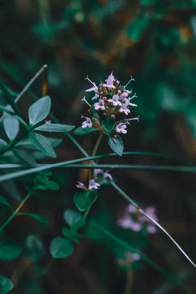 Вибірковий Знімок Фокусування Рослини Чебрецю — стокове фото