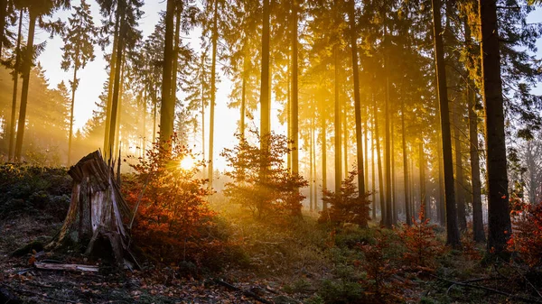 Una Vista Impresionante Del Amanecer Temprano Bosque Con Hermosos Colores — Foto de Stock