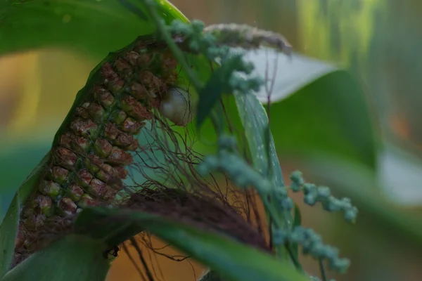 Close Uma Lagarta Nas Plantas Verdes — Fotografia de Stock