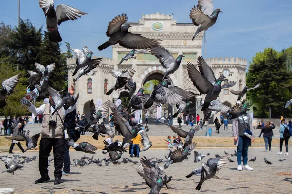 Belos Pombos Cinzentos Voando Céu — Fotografia de Stock