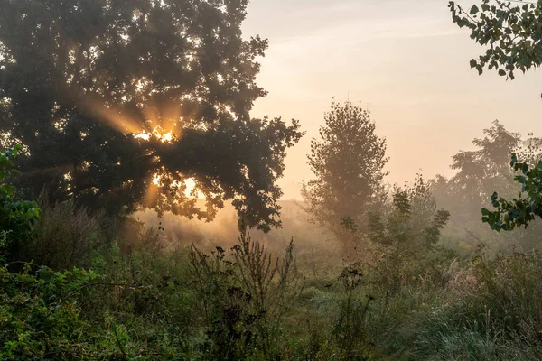 Bel Raggio Sole Che Splende Tra Gli Alberi — Foto Stock