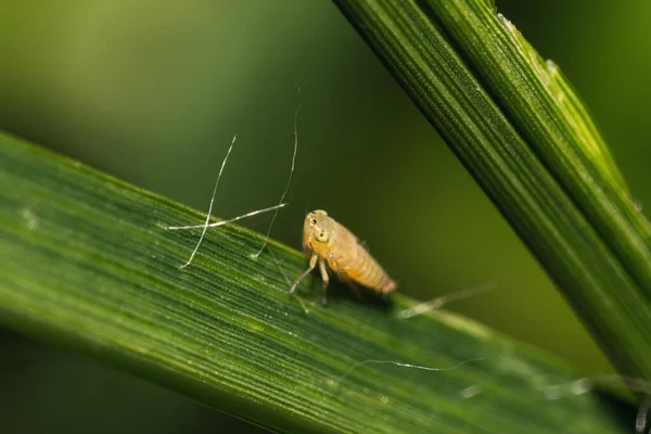 Selective Focus Shot Bug Leaf — Stock Photo, Image