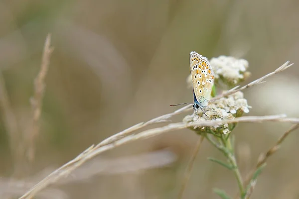 Zbliżenie Ujęcia Motyla Roślinie — Zdjęcie stockowe