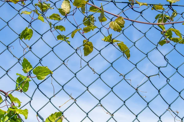 Tiro Ángulo Bajo Una Red Metal Con Una Planta Trepadora —  Fotos de Stock