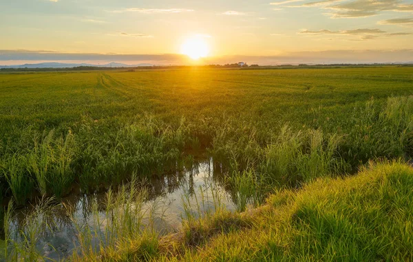 Beautiful Scenery Paddy Fields Water Puddles Sunset — Stock Photo, Image