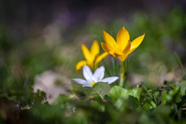 Une Mise Point Sélective Tulipe Sauvage Jaune Magnifiquement Fleurie — Photo