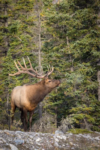 Gros Plan Wapiti Repos Animal Paysage Naturel Pittoresque — Photo