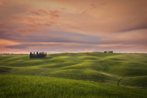 Cypresses San Quirico One Most Famous Tuscan Iconic Visions World — Stock Photo, Image