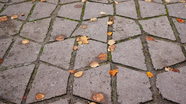 Route Pavée Dans Parc Couverte Feuilles — Photo