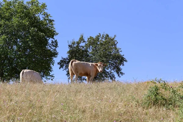 Dos Vacas Pastando Campo Cubierto Hierba Bajo Cielo Azul Luz — Foto de Stock