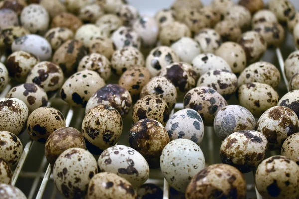 Closeup Shot Pile Fresh Quail Eggs — Stock Photo, Image