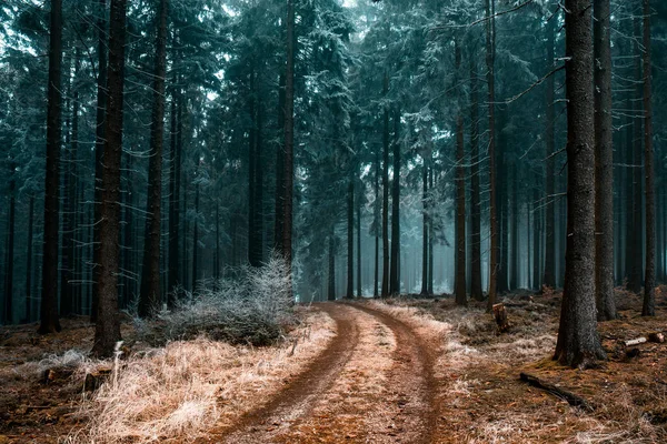 Uma Bela Paisagem Caminho Uma Floresta Com Árvores Cobertas Geada — Fotografia de Stock