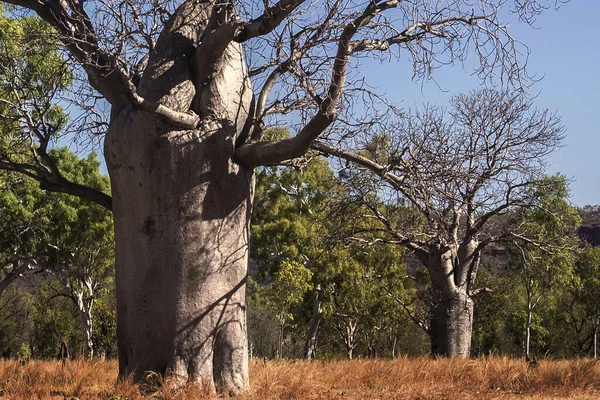 Παλιά Αποξηραμένα Δέντρα Ένα Χωράφι Μια Ηλιόλουστη Μέρα — Φωτογραφία Αρχείου