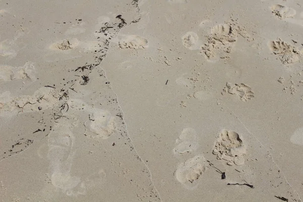 Eine Nahaufnahme Von Pfotenabdrücken Auf Dem Sand — Stockfoto