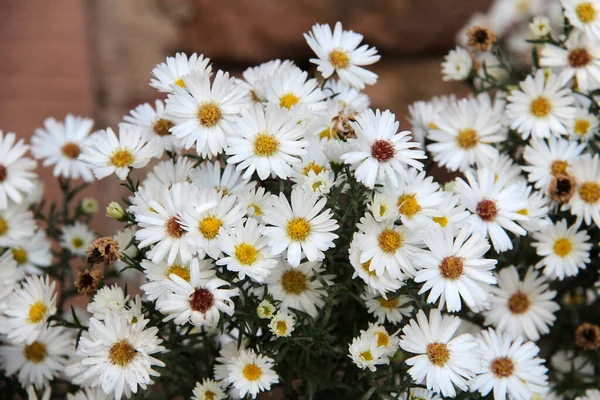 Gros Plan Marguerites Mignonnes Sous Lumière Soleil — Photo