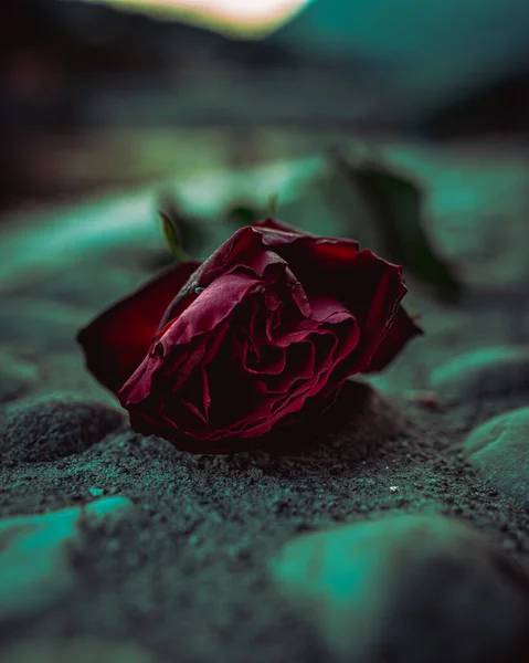 Primo Piano Della Rosa Rossa Terra Ottimo Sfondi — Foto Stock