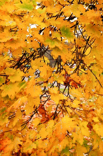 Close Muitas Folhas Amarelas Douradas Uma Árvore Outono — Fotografia de Stock