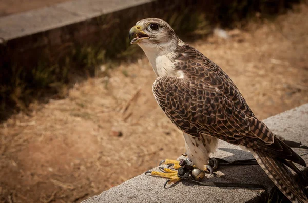 Een Close Shot Van Een Saker Valk Zittend Een Stenige — Stockfoto