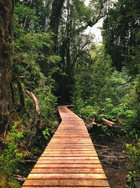Panoramic Shot Wooden Pathway Middle Forest — Stock Photo, Image