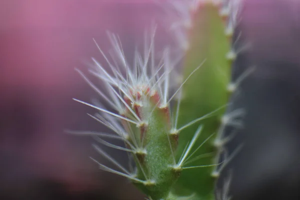 Primer Plano Una Pequeña Planta Cactus Sobre Fondo Borroso — Foto de Stock
