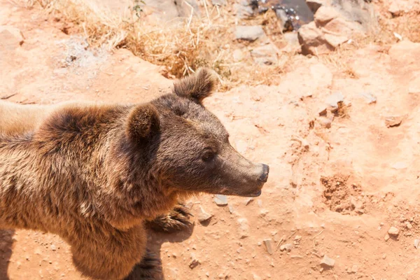 Retrato Urso Castanho Adorável — Fotografia de Stock