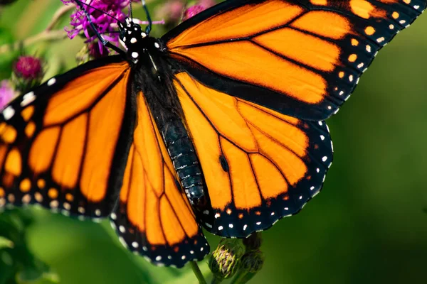 Uma Bela Borboleta Com Asas Laranja Ambiente Natural — Fotografia de Stock