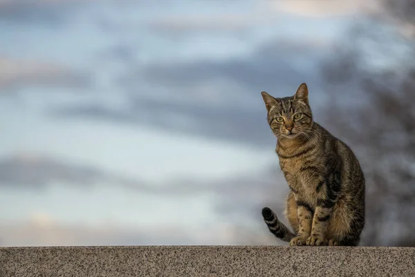 Die Entzückende Und Pelzige Braune Katze Sitzt Auf Dem Stein — Stockfoto