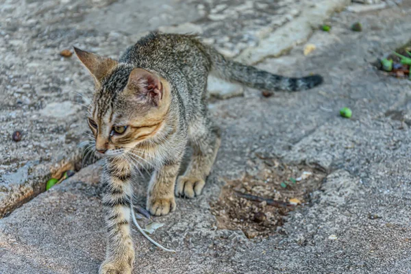 通りにかわいい子猫の高角度のショット — ストック写真