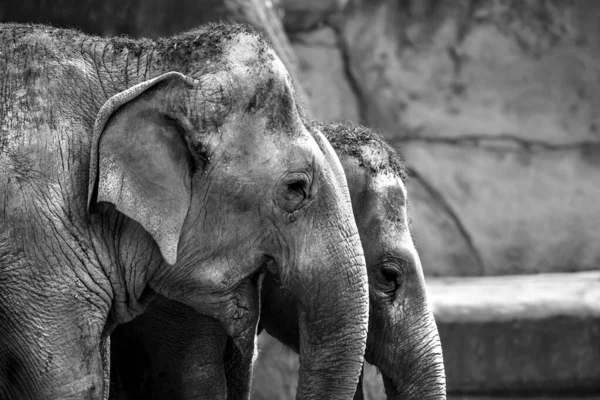 Una Toma Escala Grises Grupo Elefantes Zoológico — Foto de Stock