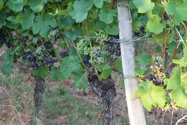Gros Plan Raisins Sur Les Vignes Dans Vignoble Sous Lumière — Photo