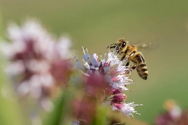 Zbliżenie Ujęcia Pszczoły Kwiatku — Zdjęcie stockowe