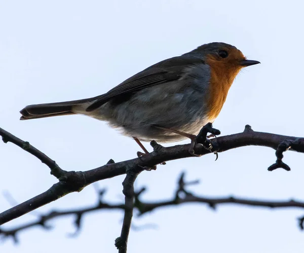 在白天 知更鸟红胸鸟在树枝上的低角度镜头 — 图库照片