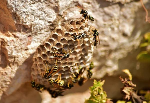 Eine Nahaufnahme Von Bienen Auf Papier Wespennest — Stockfoto