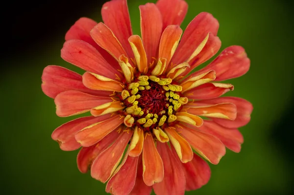 Een Selectieve Focus Shot Van Een Bloeiende Gele Bloem — Stockfoto