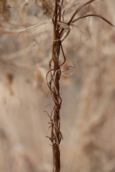 Ένα Κοντινό Πλάνο Ενός Φυτού Ξηρού Κλαδιού Κάτω Από Φως — Φωτογραφία Αρχείου