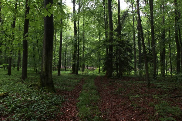 Closeup Green Forest Park Lush Trees — Stock Photo, Image