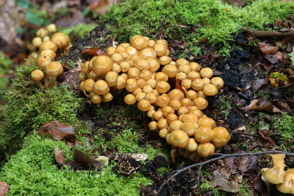 Närbild Mantlade Vedträn Ett Trä — Stockfoto