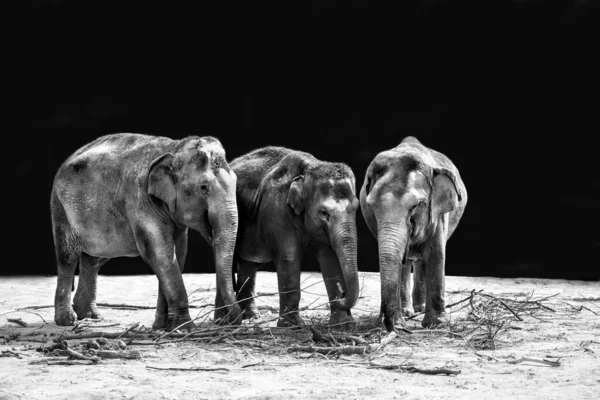 Egy Szürkeárnyalatú Felvétel Egy Elefántcsoportról Állatkertben — Stock Fotó