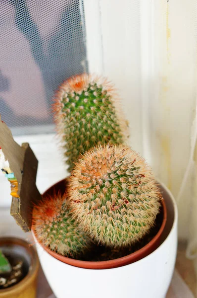 Plantes Cactus Pot Dans Une Maison Près Une Fenêtre — Photo